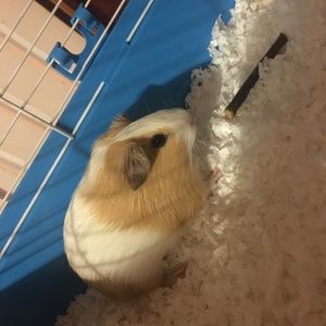 Meet your Posher, Canyon